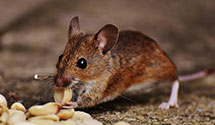 24 Hour & Emergency Exterminators in Royer Lake, IN